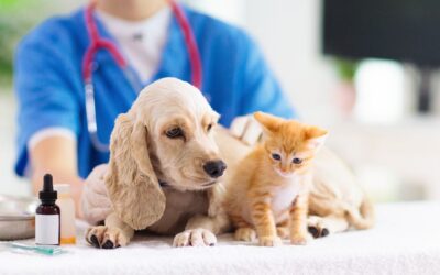 Annual Vaccinations