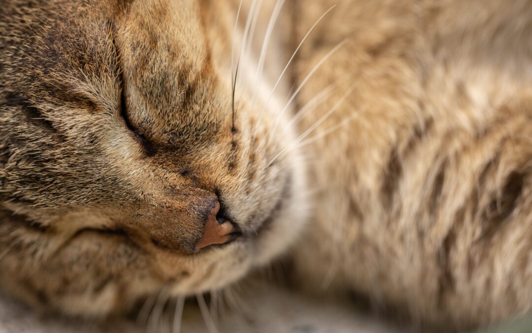 The Thinking Behind the Gentle Care Approach™