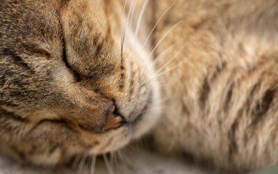 The Thinking Behind the Gentle Care Approach™
